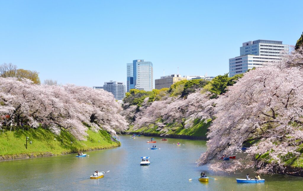 Cherry Blossoms in full bloom along Chidorigafuchi moat of Imperial Palace (former Edo Castle)_皇居、千鳥ヶ淵の満開の桜