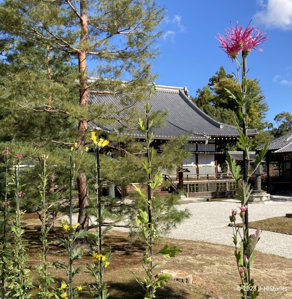 Saga Chrysanthemum at Daikakuji Temple (大覚寺の嵯峨菊展)