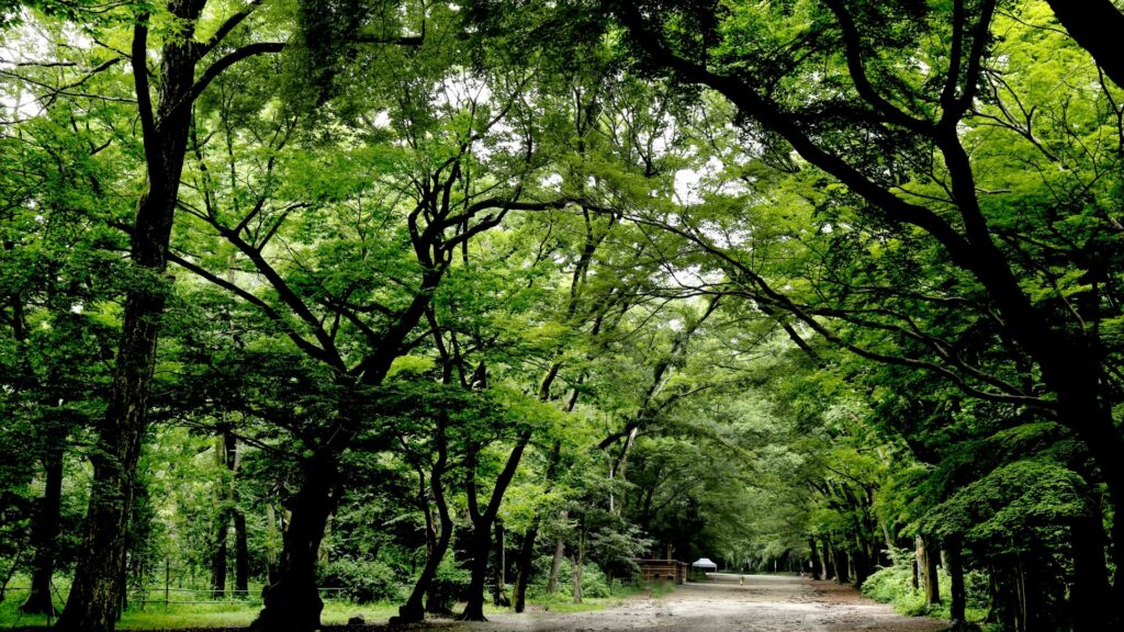 Tadasu-no-Mori  Forest of Shimogamo Shrine in Kyoto (下賀茂神社の糺の森、新緑）