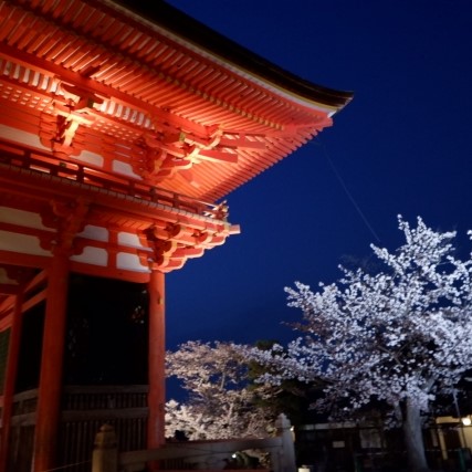 Kiyomizu Temple with Cherry Blossomes_清水寺の夜桜