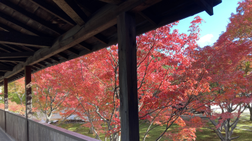 Myokakuj Temple in Autumn Colors_紅葉に映えた妙覚寺